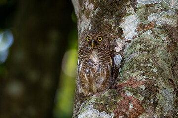 owl on tree
