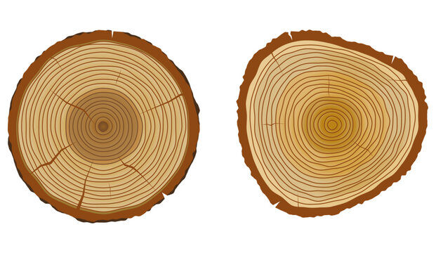 tree trunk annual rings or wooden texture vintage isolated - 3d illustration