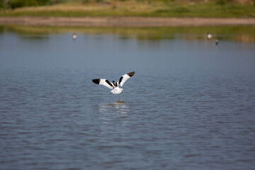 large black and white water bird, Pied Avocet, Recurvirostra avosetta