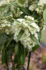 Obraz premium Closeup of beautiful pale yellow and cream Lemon Myrtle flowers surrounded by leaves in Australian garden