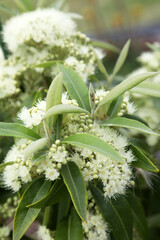 Closeup of beautiful pale yellow and cream Lemon Myrtle flowers surrounded by leaves in Australian garden