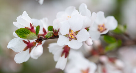 Obraz premium Flowers on a cherry tree in spring.