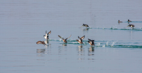 waterfowl in motion in the water, Tufted Duck, Aythya fuligula