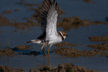bird watching on the water, Collared Pratincole, Glareola pratincola