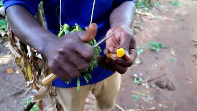 Close up of african black man cutting the yellow root of turmeric plant with a knife. Using rhizome as spice in touristic tour