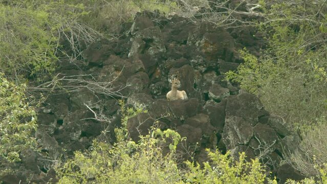 Klipspringer Lying On The Rock In Tsavo National Park, Kenya. - wide