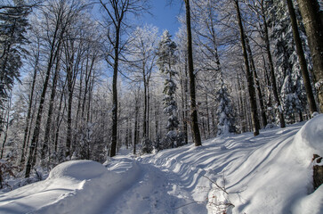 Zima w Bieszczadzkim lesie 
