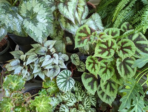 Multicolored different variety of begonia leaves