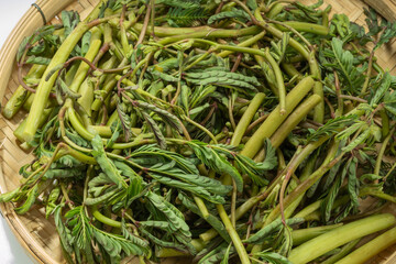 Water Mimosa floating plant for ingredient food on Bamboo basket ,Water Mimosa Vegetable on basket.