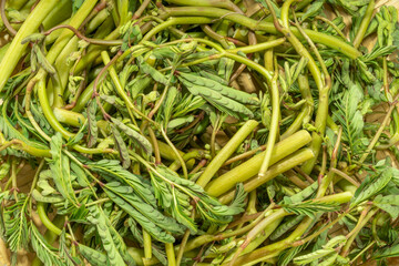 Water Mimosa floating plant for ingredient food on Bamboo basket ,Water Mimosa Vegetable on basket.