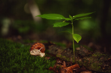 Nature is waking up. Spring still life with a snail and a shoot of a young plant