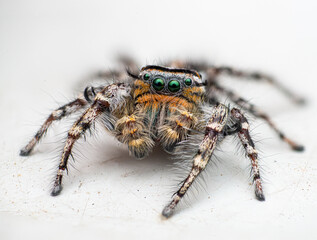 Jumping spider on white background. Spider of the genus phidippus.