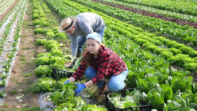  Couple of smallholder farmers engaged in harvesting of green lettuce on small farm field in spring