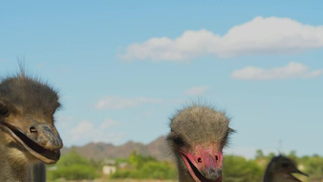 African ostriches at an ostrich farm in the semi desert landscape of Oudtshoorn, South Africa