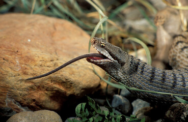 Viper aspis, viper, predation of a mouse, poisonous animals,