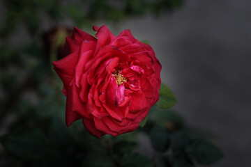 Red Rose : In the backyard.