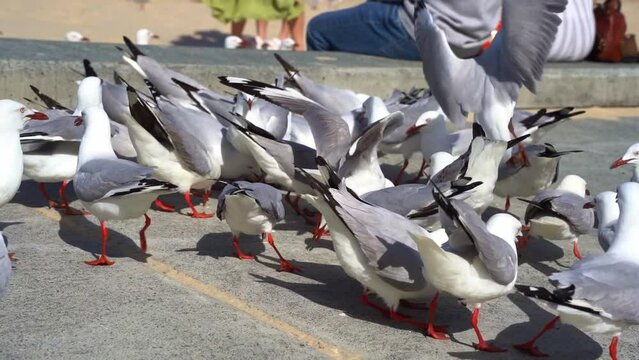 Massive flock of scavenging silver gulls, chroicocephalus novaehollandiae congregated at the tourist hotspot. fighting for food at the beach and flying in slow motion, coastal urban Australia.
