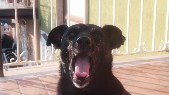 Little black dog jack russel yawning slow motion