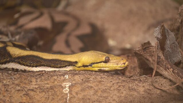 Head Of A Reticulated Python In The Zoo. - close up