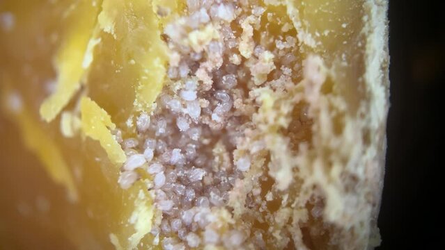 Cheese Mites Living On Cheese Surface. macro