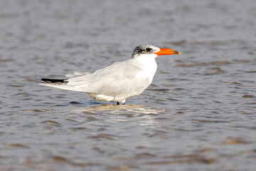 Eine Raubseeschwalbe stehend im Flachwasser in der Seitenansicht