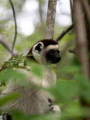 Portrait of White Sifaka, Propithecus verouxi, N.P. Isalo. Madagascar.