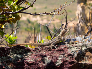 Fototapeta premium Duméril's Madagascar swift, Oplurus quadrimaculatus, Isalo National Park, Madagascar