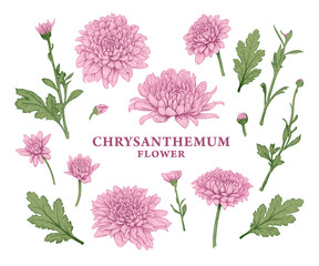 Set of hand drawn pink Chrysanthemum flowers. Vector illustration of plant elements for floral design. Colored sketch of flowers isolated on a white background. Beautiful bouquet of Chrysanthemums