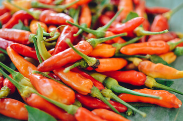 Thai red chili