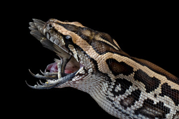 Molurus bivittatus snake eaying bird with isolated background