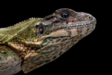 Ctenosaura similis closeup head on isolated background