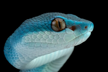 Blue viper snake closeup head on black background