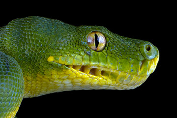 Chondropython viridis snake closeup with isolated background, Head of Morelia viridis snake