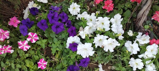 purple and white flowers