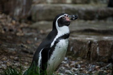 Full body shot of a spectacled penguin taken from the side, diffuse, stinky background.
