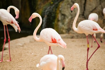 Full body shot of a pink flamingo in focus in the center, around him diffuse other flamingos.