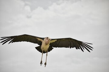 Fototapeta premium Full body shot of an African marabou in flight.