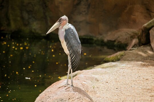 Full body shot of an African marabou sitting on a rock by a lake.