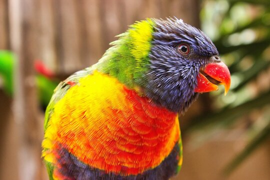 Portrait close-up of a sitting lovebird with a diffuse background.