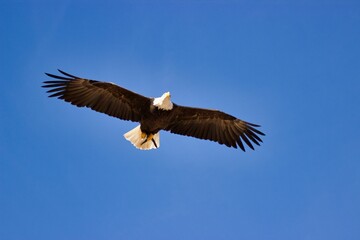 Full body shot of a white-tailed eagle in flight, blue sky in the background.