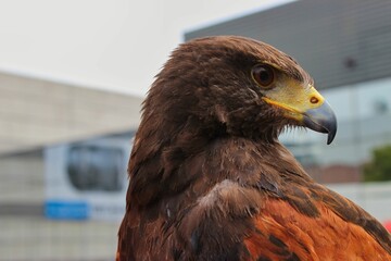 Portrait close-up of a sitting hawk, in the background an indusrty building.