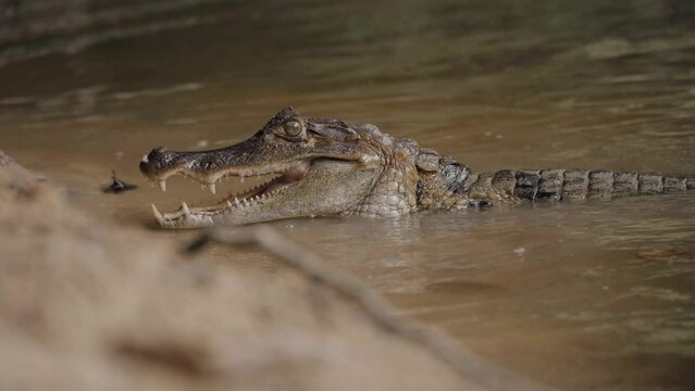 Spectacle caiman in the remote jungle's of Guyana.