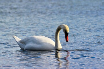 Full body shot of a swan completely surrounded by blue sea.