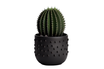 a cactus plant in plant pot on isolated.