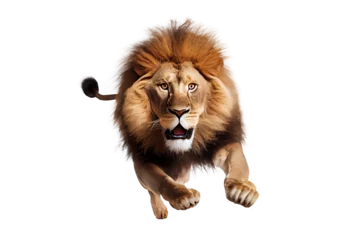 Foto op Plexiglas jumping lion isolated on background © Tony A