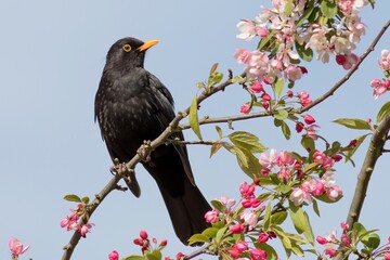 Blackbird /Turdus merula