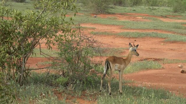Antilopa in savannah african safari stanting new green bushes