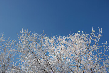 Hoarfrost and snow on the branches of trees. Winter landscape.