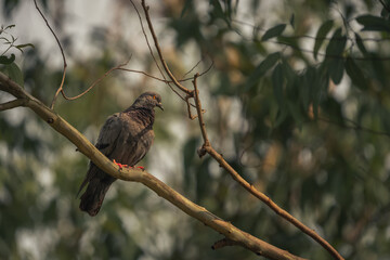 photo of a homing pigeon on a tree branch