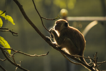 backlit photography of a macaque monkey on a tree branch